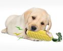 Tough Dog Chew Toys for Aggressive Chewers